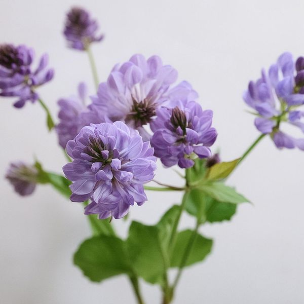 An illustrative sketch of a flower